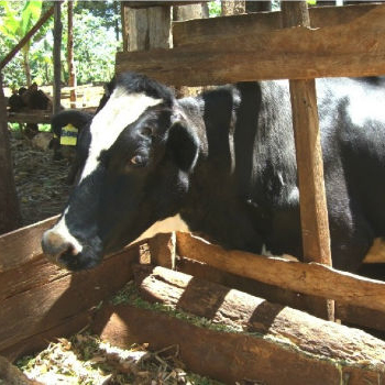 Cows in Kenya