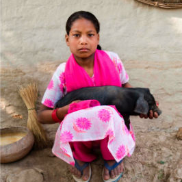 TGUP Project: Piglets for Girls in Nepal