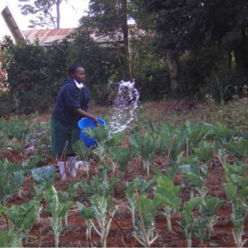 TGUP Project: eGardens Project in Kenya